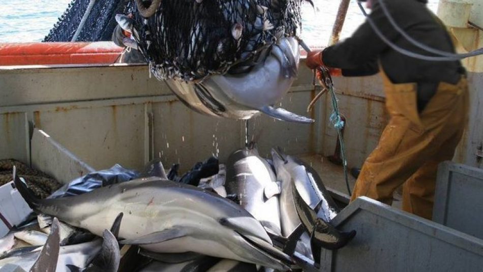 Medio millón de firmas para parar la muerte de delfines en las redes de pesca