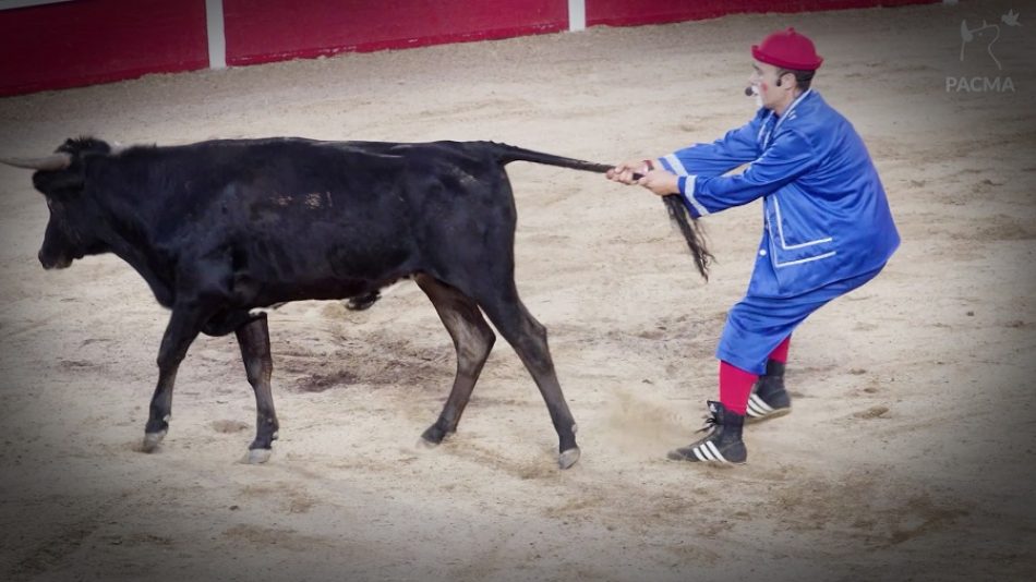 PACMA, sobre la futura ley de bienestar animal: «muchos animales quedarán sin protección»