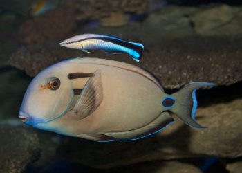 Nuevos experimentos confirman que los peces sí tienen conciencia de sí mismos