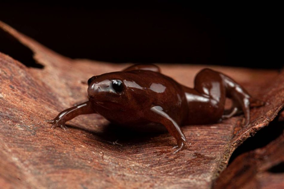 Hallada una nueva rana con nariz de tapir en Perú