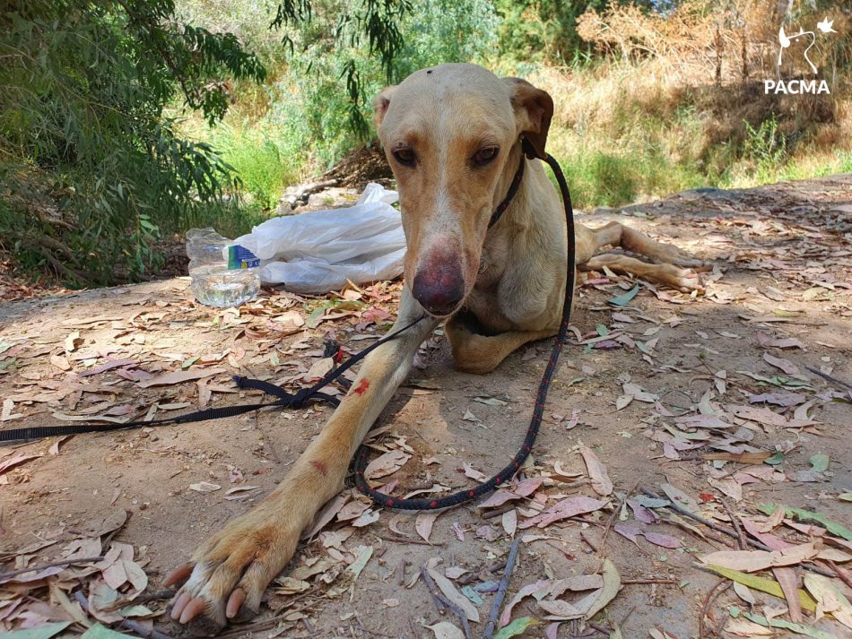 PACMA, sobre el Día Mundial del Galgo: los abandonos se cuentan por miles en España