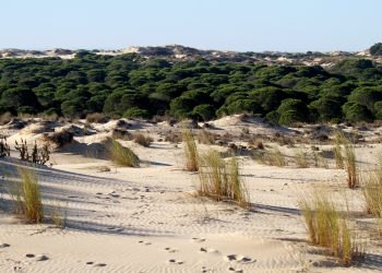 PACMA, sobre la amnistía a los regadíos ilegales de Doñana: «estamos premiando a quienes atentan contra el medioambiente»