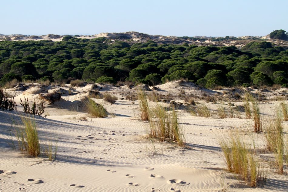 PACMA, sobre la amnistía a los regadíos ilegales de Doñana: «estamos premiando a quienes atentan contra el medioambiente»