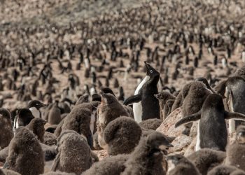 Investigaciones en la Antártida confirman la existencia de un “refugio climático” en el remoto mar de Weddell
