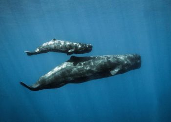 Con motivo del Día Mundial de las Ballenas, piden a Naciones Unidas un Tratado Global de los Océanos para garantizar su protección