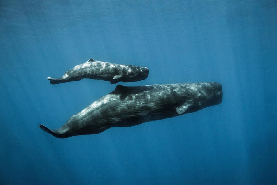 Con motivo del Día Mundial de las Ballenas, piden a Naciones Unidas un Tratado Global de los Océanos para garantizar su protección