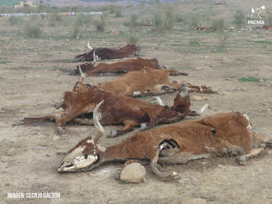 PACMA denuncia el macabro hallazgo de 16 vacas muertas por inanición en Belmez (Córdoba)