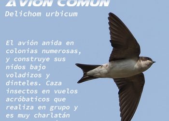 Vuelve la campaña ‘Las Tres Mosquiteras’:  Tres especies de aves migratorias que ahora regresan están en peligro