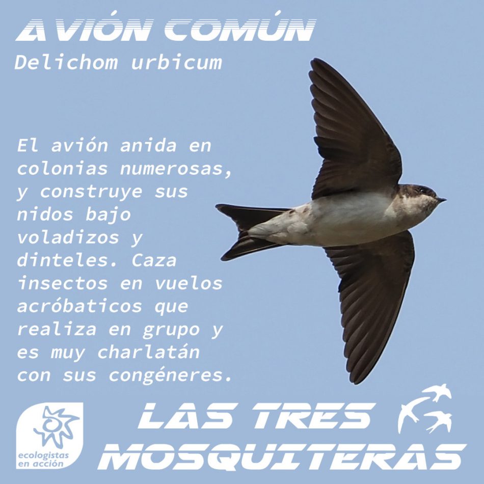 Vuelve la campaña ‘Las Tres Mosquiteras’:  Tres especies de aves migratorias que ahora regresan están en peligro