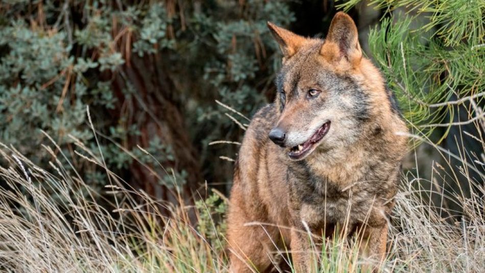 La Junta de Andalucía da como extinguido al lobo en Andalucía