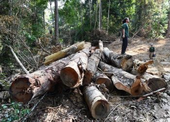 Las organizaciones ecologistas denuncian presión de la industria para debilitar la ley europea contra la deforestación y piden un reglamento ambicioso