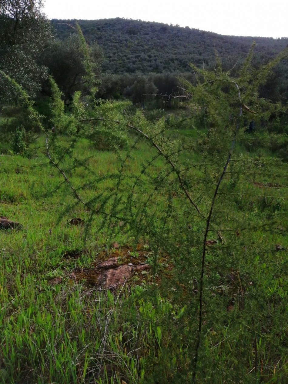 Advierten de que las minas proyectadas sobre la comarca de Olivenza pueden arrasar las mejores zonas esparragueras