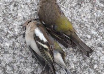 Avisan del elevado número de aves muertas al chocar contra las cristaleras de las pistas de pádel de Extremadura