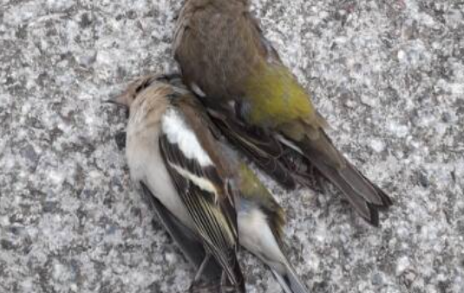 Avisan del elevado número de aves muertas al chocar contra las cristaleras de las pistas de pádel de Extremadura