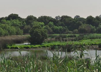 Verdes EQUO lleva a la Comisión europea la construcción de la megaurbanización junto a Doñana