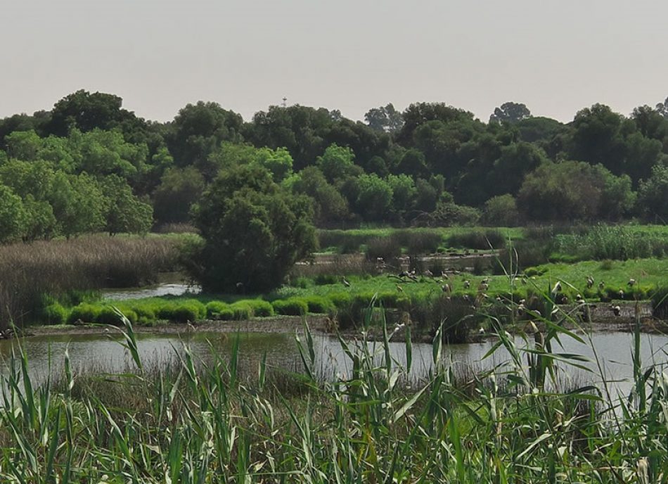 Verdes EQUO lleva a la Comisión europea la construcción de la megaurbanización junto a Doñana