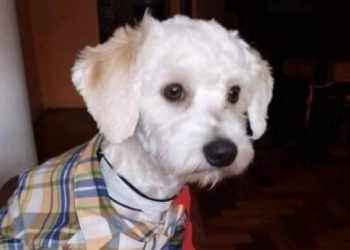 El perro Luno, cuyo caso llevó a los tribunales los protocolo de aduanas, es finalmente deportado a Ecuador