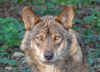 PACMA celebra el apoyo de Bruselas para la protección total del lobo: «la lógica ha vencido al discurso de odio»