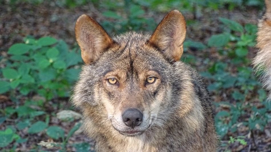 PACMA celebra el apoyo de Bruselas para la protección total del lobo: «la lógica ha vencido al discurso de odio»