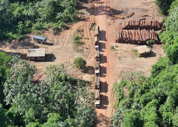 Del tráfico al trabajo esclavo: una red de actividades ilegales impulsa la devastación de la Amazonía