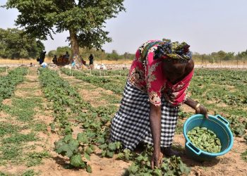 La crisis climática azota África y pone en riesgo millones de vidas en el Sahel y el Cuerno de África