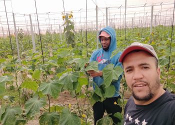 Agreden a un trabajador del campo por querer cobrar la nómina completa