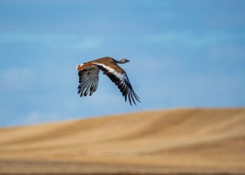 Fundación Global Nature afirma que la La flexibilidad en los barbechos, una nueva amenaza para las aves esteparias