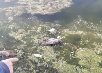 Aparecen aves muertas en el lago del Parque de Las Cruces de Carabanchel por sexto año consecutivo