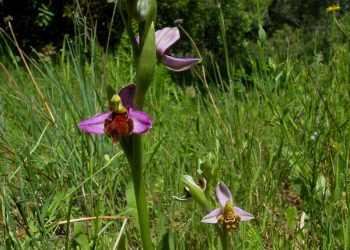 Solicitan que la Orquídea de Almaraz (Ophrys apífera var. almaracendis) se incluya en el Catálogo Regional de Especies Amenazadas de Extremadura