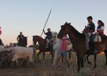 La Asociación Guadalajara Antitaurina, contra la participación de menores en la «bueyada» que tendrá lugar en Fontanar del 15 de mayo