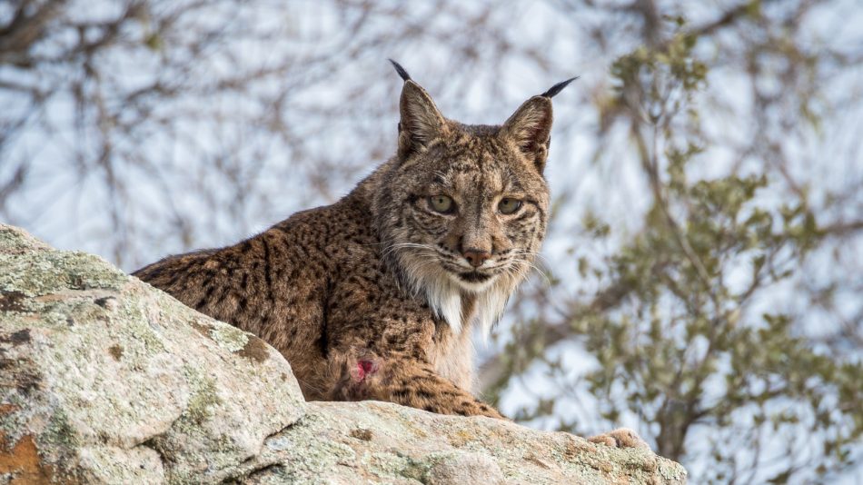 El MITECO destina 2 millones de euros a impulsar la investigación para mejorar la gestión de la biodiversidad