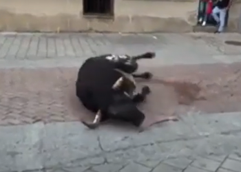 PACMA denuncia la muerte a tiros de los toros en las fiestas de San Juan de Coria