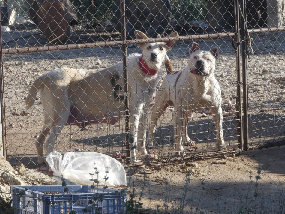 La Ley de la vergüenza: Navarra protagoniza el mayor retroceso en protección animal en España