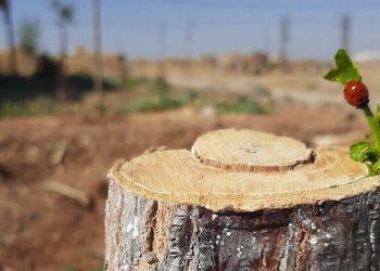 “Make Rojava Green Again” hace un llamamiento al movimiento climático mundial