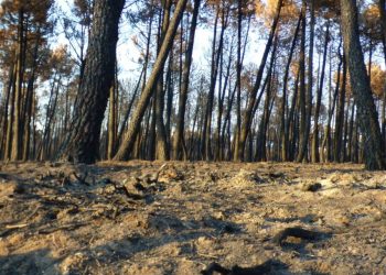 Exigen a la Junta de Castilla y León otras políticas forestales para la Sierra de la Culebra