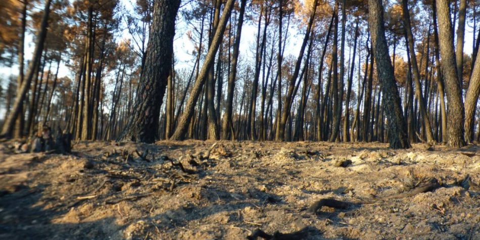 Exigen a la Junta de Castilla y León otras políticas forestales para la Sierra de la Culebra