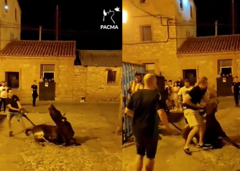 Arrastran y zarandean a un toro en las fiestas de Albarracín: PACMA lo difunde y las redes se incendian