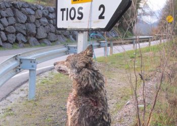 PACMA, sobre la caza de lobos en Los Picos de Europa: «se nota que el lobo no vota»