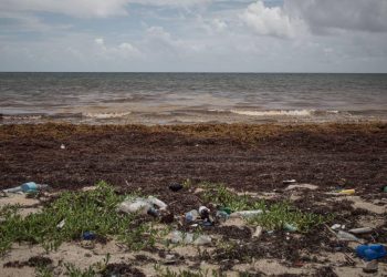 El sargazo: la macroalga desatada que amenaza al Caribe mexicano