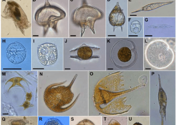 Reconstruida la historia evolutiva de la diversidad microbiana en los últimos 2.000 millones de años