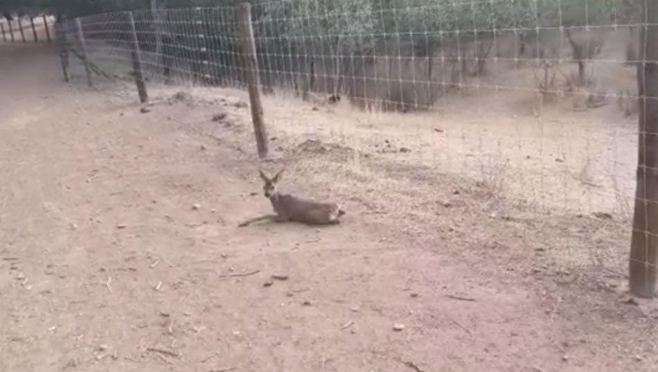 Una plantación de pistachos en Valdetorres del Jarama pone en jaque 221 hectáreas de pura biodiversidad