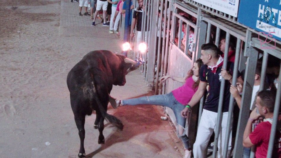 La Plataforma LTNEC denuncia 8 muertos y múltiples heridos en festejos taurinos este año y critica que la tauromaquia sea  patrimonio cultural