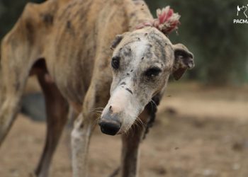 PACMA se concentra en las sedes del PSOE de 12 ciudades españolas contra la enmienda de exclusión de los perros de caza