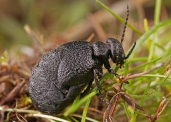 Descubren una especie nueva de escarabajo en el centro de España