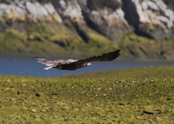 Un total de 22 pigargos europeos vuela ya en los cielos españoles