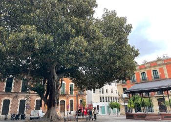 Adelante Andalucía Jerez solicita al Ayuntamiento revisar el estado del ficus de la Alameda del Banco