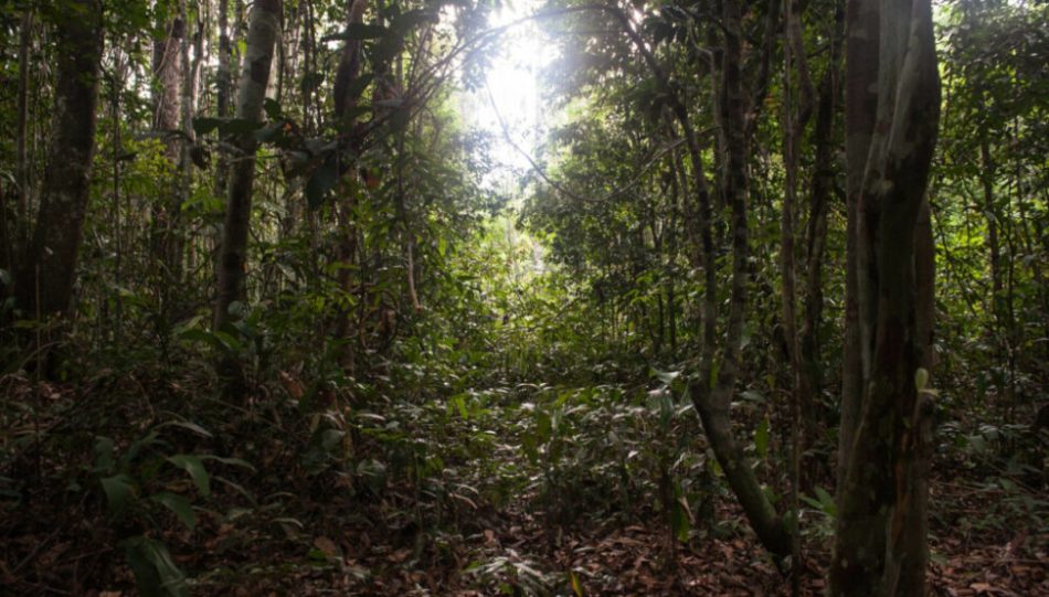 Falta de fósforo amenaza el crecimiento de la Amazonia