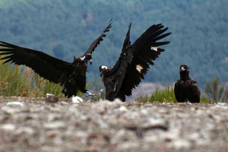 Casi cien buitres negros han sido liberados en la Sierra de la Demanda en cinco años