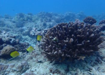 La mitad de los arrecifes de coral del mundo estarán en malas condiciones en 2035