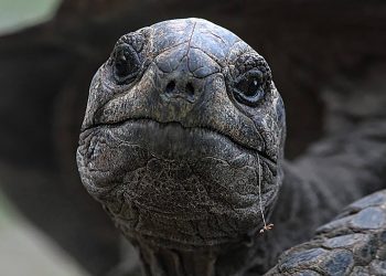 Publican  una secuencia genómica de alta calidad de la tortuga gigante de Seychelles